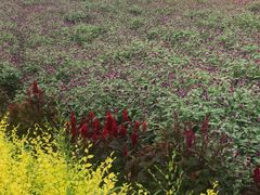 -北纬44度·金珠花海休闲农业旅游景区