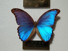 -上海昆虫博物馆