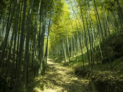 景点-杭州天目山静雅居农家乐