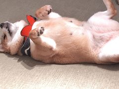 -逗柴咖啡屋·狗咖猫咖宠物桌游
