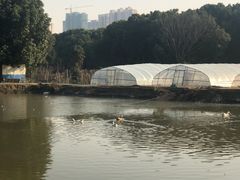 -胜丰草莓采摘园