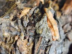 -大可堂普洱茶馆(襄阳南路馆)