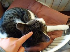 -海边的猫和咖啡馆