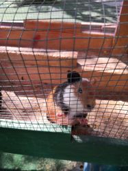 -萌宠亲子动物乐园(槐房万达店)