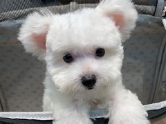 -FAELING PETS美天灵宠物(富力广场店)