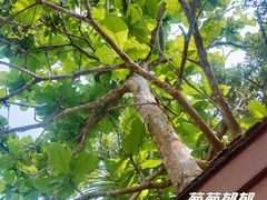 -亚龙湾中心广场