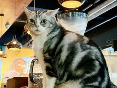 -咖法森林·咖啡  酒吧(天河店)