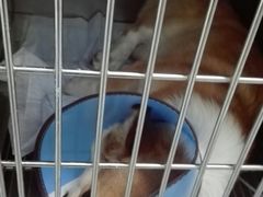 -汪喵宠物医院·骨科心脏影像·犬猫急重症ICU诊疗中心(成华分院)