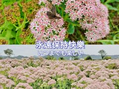-君乐宝优致牧场