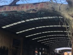 -龙大花卉苗木市场