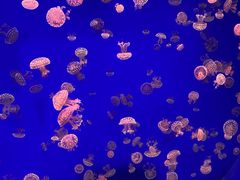 -江和美海洋公园