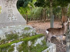 -奈良公园