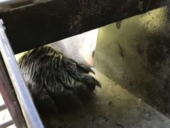 -黑瞎子岛探秘野熊园