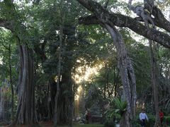 -瑞丽独树成林风景区