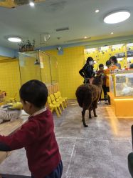 点击看大图 -神奇动物撸宠馆·羊驼·小浣熊·异宠(豫园店)