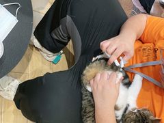 -屋虎猫馆(宝安大仟里店)