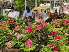 -洛阳市隋唐城遗址植物园