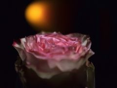 -Oyster Talks 四度蚝法餐厅