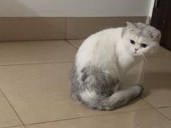-御宝贝·A梦猫科宠物医院(国际猫友好医院)