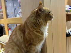 -MOCHA明星猫咖(田子坊店)