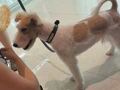 -帕帕拉兹宠物(亚洲旗舰店)