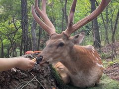-大连森林动物园