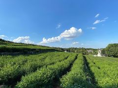 -中国茶叶博物馆(双峰馆区)