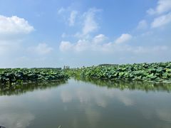 -池杉湖湿地公园