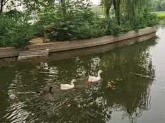 -莲花池公园
