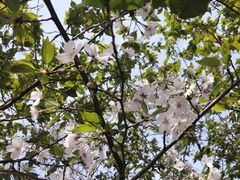 -武汉大学-樱园