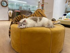 -1013 PET SHOP精品宠物商店(丁香店)