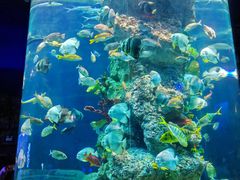 -芜湖新华联大白鲸海洋公园