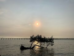 -宝安西湾红树林湿地公园