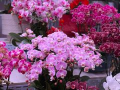 -花鸟鱼虫鲜花绿植市场(玉泉路店)