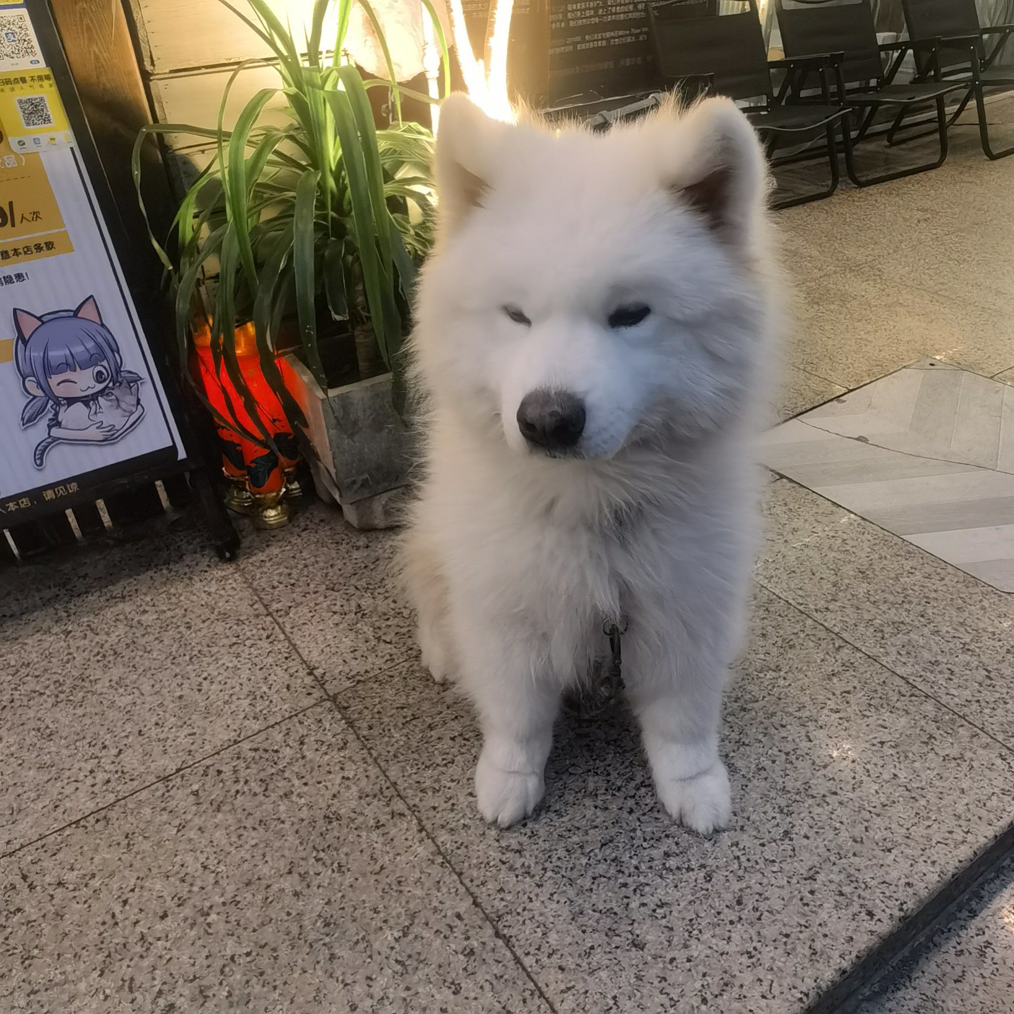 发呆小狗