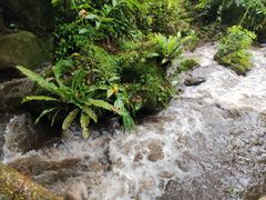 -莫里热带雨林景区