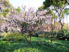 -上海醉白池公园