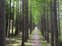 -上海长兴岛郊野公园