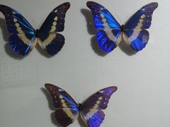 -上海昆虫博物馆