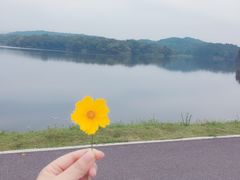 -大塘金香草谷
