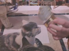 -猫色咖啡·猫咖