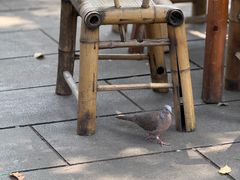 -铁像寺水街