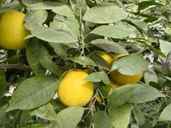 -南宫五洲植物乐园