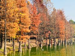 -中国科学院华南植物园