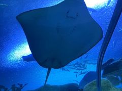 -珠海长隆海洋王国