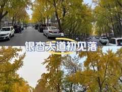 -三里屯东五街银杏大道