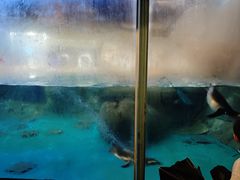 -海合安武汉极地海洋公园