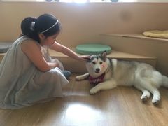 -Husky Go! 哈士奇体验馆·宠物咖啡厅狗咖