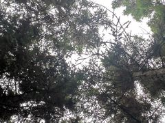 -大罗山风景区