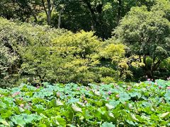 -杭州植物园